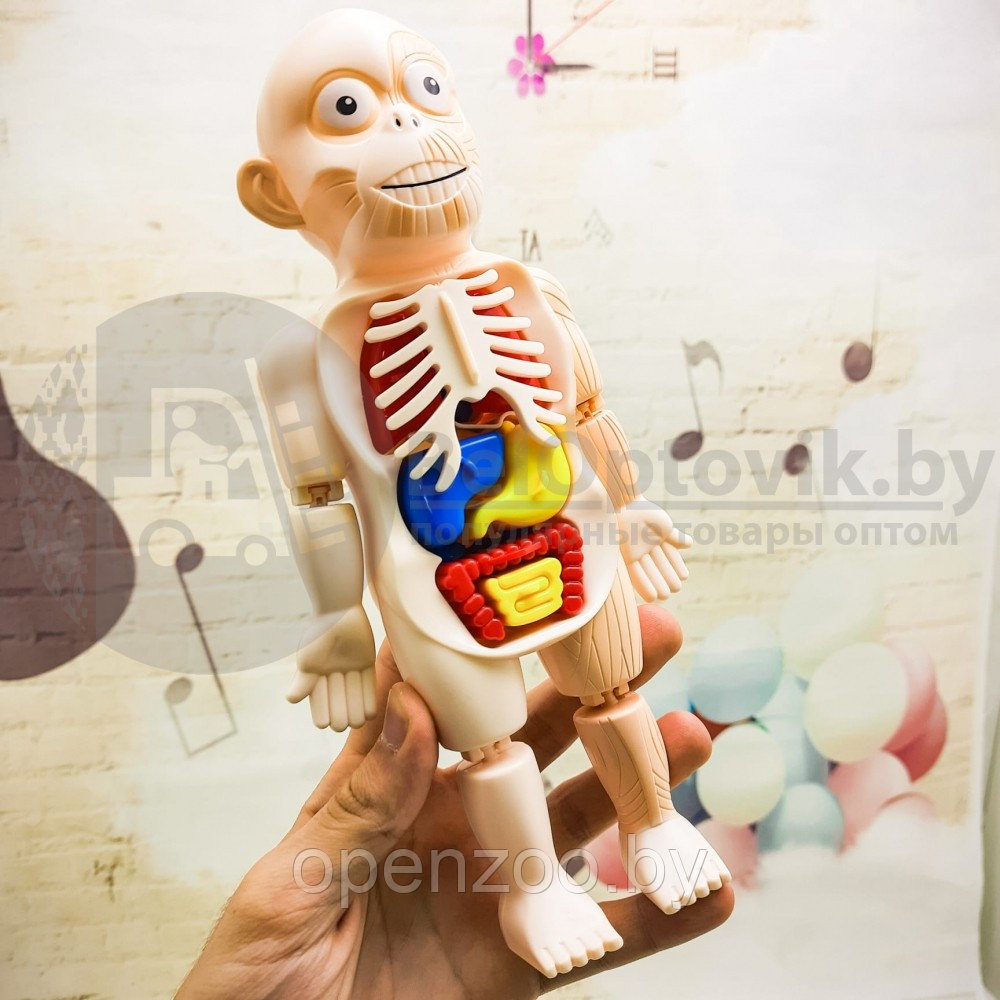 Детский 3D пазл Human Body Модель анатомия человеческого тела/Строение тела / конструктор органы 3 - фото 2 - id-p207594573