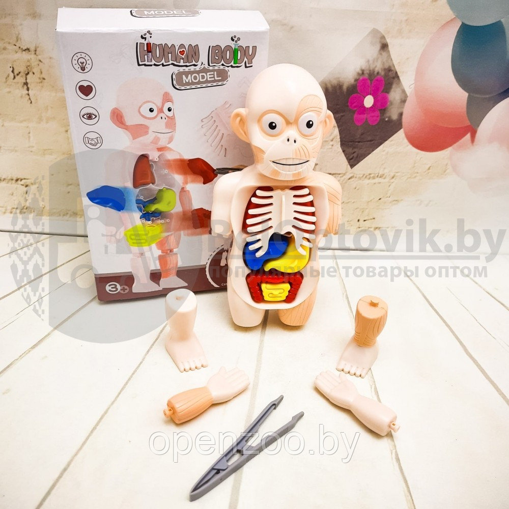 Детский 3D пазл Human Body Модель анатомия человеческого тела/Строение тела / конструктор органы 3 - фото 3 - id-p207594573