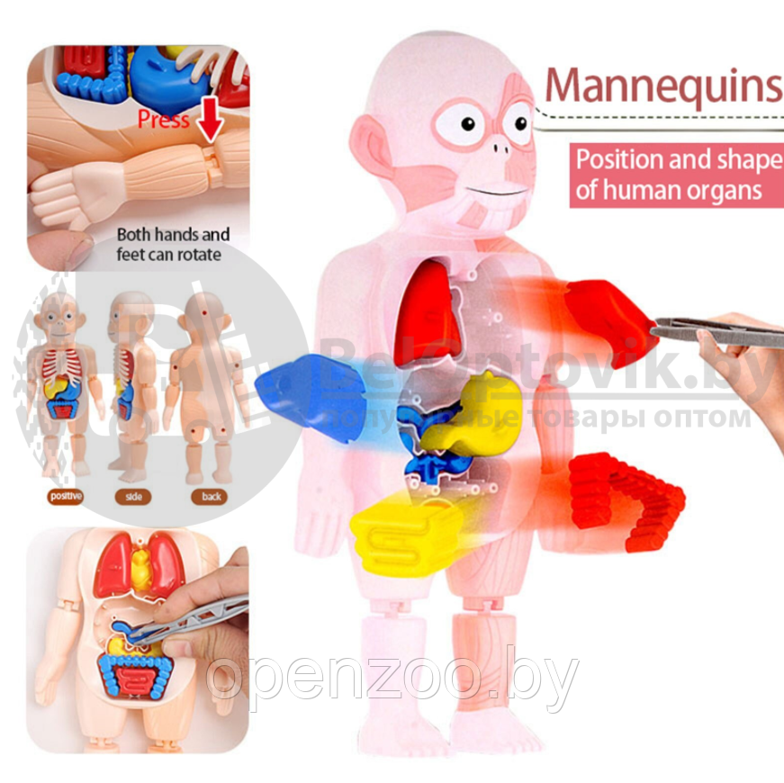 Детский 3D пазл Human Body Модель анатомия человеческого тела/Строение тела / конструктор органы 3 - фото 9 - id-p207594573