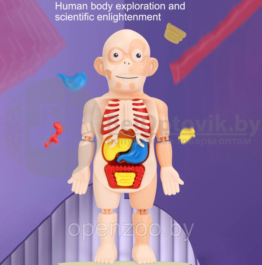 Детский 3D пазл Human Body Модель анатомия человеческого тела/Строение тела / конструктор органы 3 - фото 10 - id-p207594573