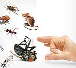 Борьба с насекомыми и грызунами