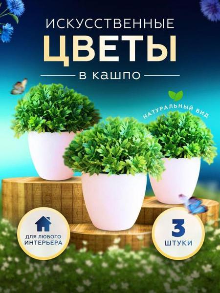 Купить ампельные комнатные растения в подвесных кашпо в интернет магазине Cashpo Design