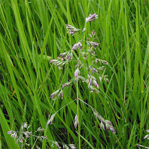 Мятлик луговой, 250гр семена для газона, трава. Дания - фото 4 - id-p207946471
