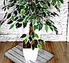 Дерево искусственное декоративное Фикус Бенджамина 120 см, фото 6