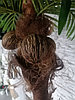 Дерево искусственное декоративное Пальма 170 см, фото 3