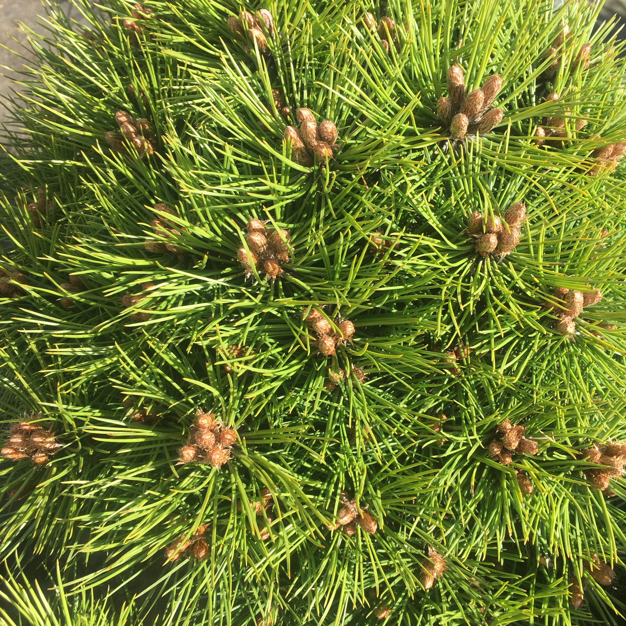 Сосна черная Мария Брегон (Pinus Nigra Marie Bregeon) С15 - фото 2 - id-p208026127