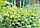 Шпалерная сетка для подвязки огурцов / сетка садовая для винограда и вьющихся растений, фото 5