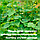Шпалерная сетка для подвязки огурцов / сетка садовая для винограда и вьющихся растений, фото 6