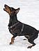 Кожаная шлейка для собак мелких средних и крупных пород анатомическая черная, фото 5