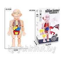 Детская обучающая игрушка "Модель тела"