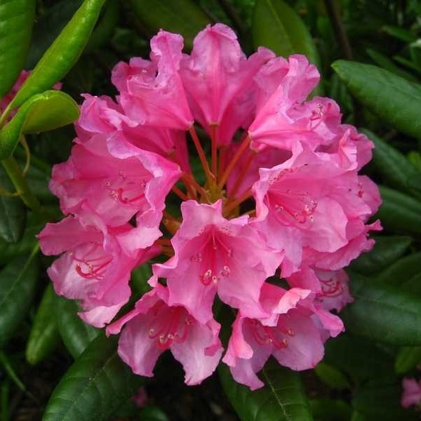 Рододендрон "Гаага", С2