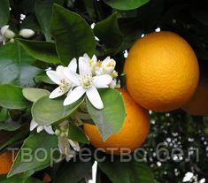 Ароматизатор по мотивам Z&R Bergamot & neroli orange (Бергамот, Нероли, Апельсин), 30 гр