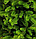 Елка литая Президентская высота 2.1 м, новогодняя искусственная классическая с подставкой ель, фото 7