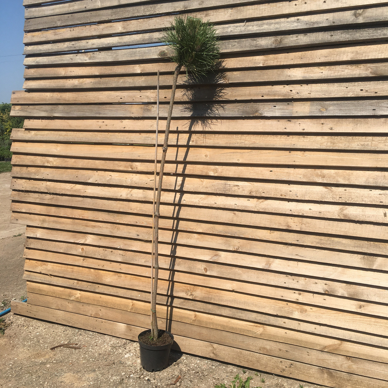 Сосна черная Нана (Pinus nigra Nana) на штамбе С5 - фото 3 - id-p208492567