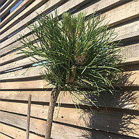 Сосна черная Нана (Pinus nigra Nana) на штамбе С5