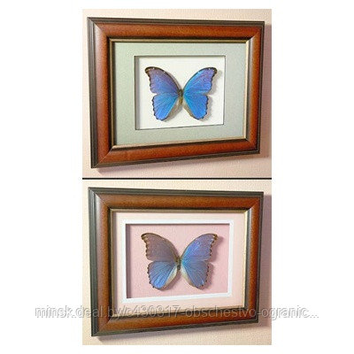 Картина Большая синяя бабочка счастья или Морфо Дидиус 53 д - фото 1 - id-p208508235