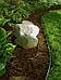 Бордюрная лента садовая Бордюр для клумбы газона пластиковый коричневый Ограждение для грядок 20 см, фото 8