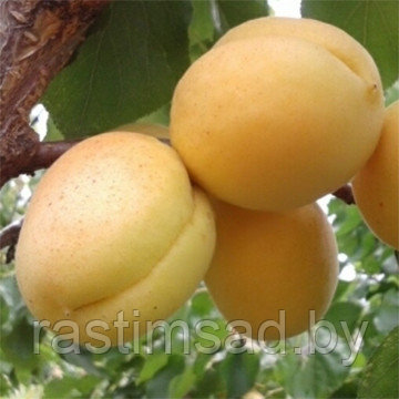 Абрикос Ананасный (Шалах)