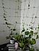 Сетка для огурцов шпалерная Шпалера садовая для винограда вьющихся растений гороха цветов 2x10 м, фото 6