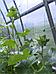 Сетка для огурцов шпалерная Шпалера садовая для винограда вьющихся растений гороха цветов 2x10 м, фото 7