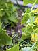 Сетка для огурцов шпалерная Шпалера садовая для винограда вьющихся растений гороха цветов 2x10 м, фото 10