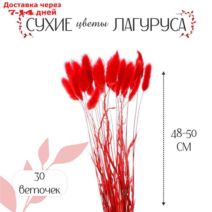 Сухие цветы лагуруса, набор 30 шт, цвет красный - фото 1 - id-p209301552