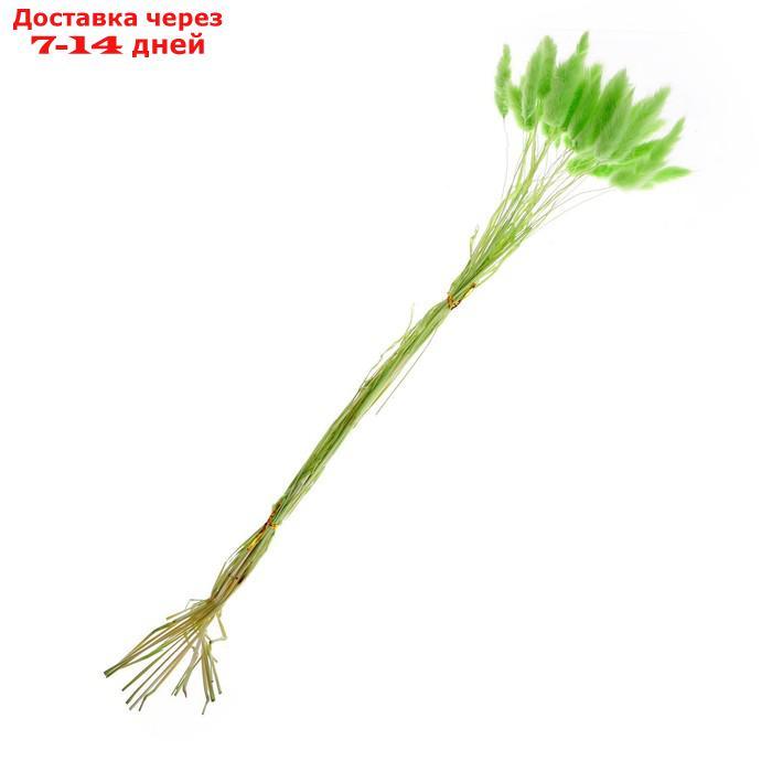 Сухие цветы лагуруса, набор 30 шт., цвет зелёный - фото 2 - id-p209302019