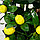 Дерево искусственное "Лимонное дерево" 170 см, фото 2