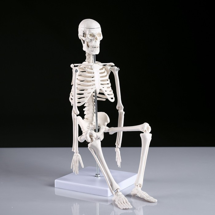 Макет "Скелет человека" 45см - фото 2 - id-p209777399