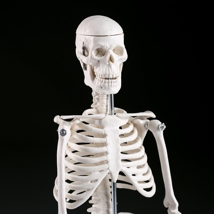 Макет "Скелет человека" 45см - фото 4 - id-p209777399