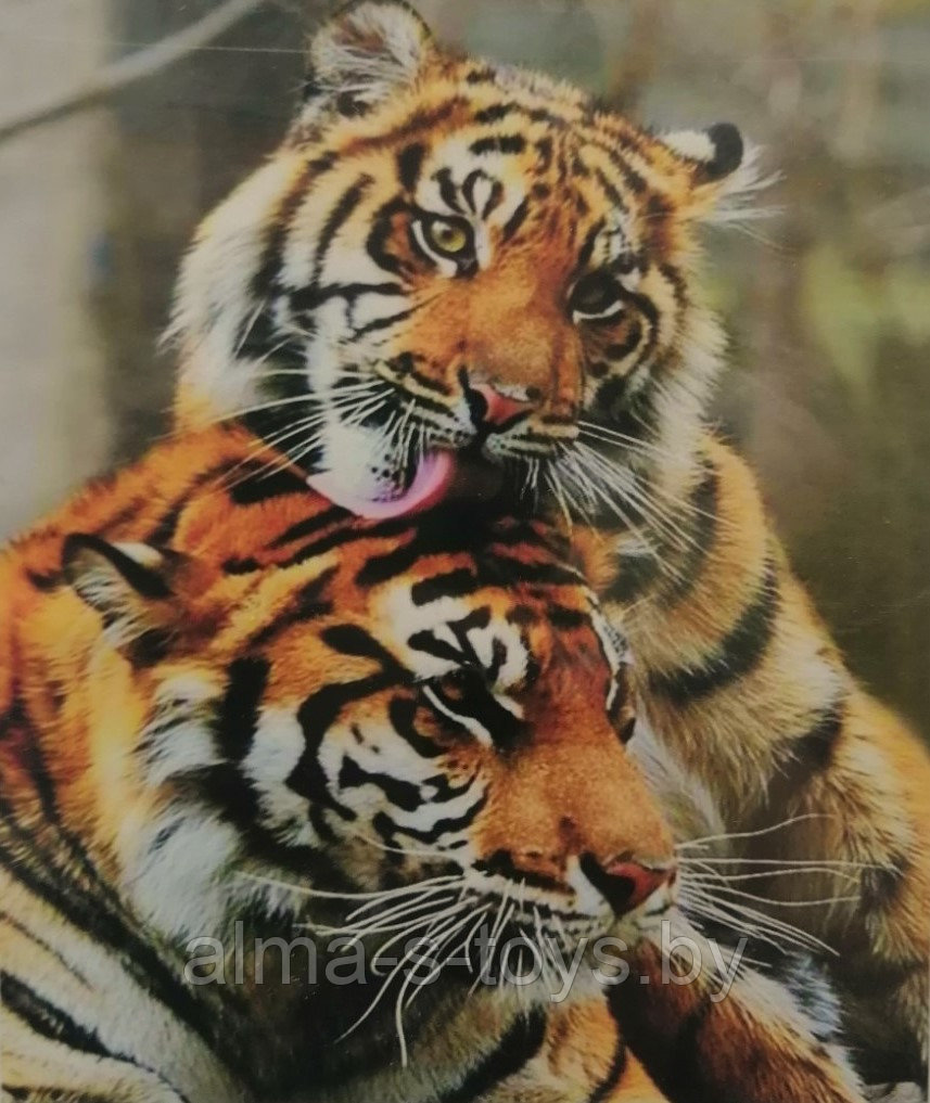 Алмазная картина "Пара тигров", 30х40 на подрамнике