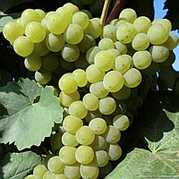 Виноград винный "Цитронный Магарача", С2