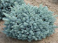 Ель колючая Глаука Глобоза (Picea pungens Glauca Globosa) С5