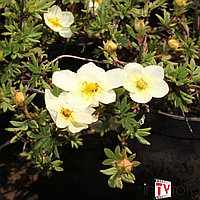 Лапчатка кустарниковая "Abbotswood" (Potentilla fruticosa) C2