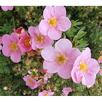 Лапчатка кустарниковая "Pretty Polly" (Potentilla fruticosa) C2