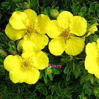 Лапчатка кустарниковая "Goldstar" (Potentilla fruticosa) C2