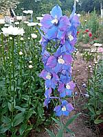 Дельфиниум культурный Delphinium cultorum, саженец