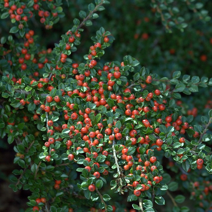 Кизильник горизонтальный (cotoneaster horizontalis), С3