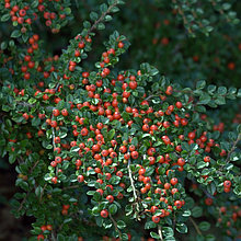 Кизильник горизонтальный (cotoneaster horizontalis), С3