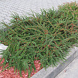 Кизильник горизонтальный (cotoneaster horizontalis), С3, фото 2
