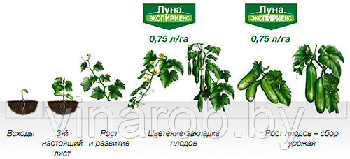 Фунгицид Луна Экспириенс (100 мл) - фото 6 - id-p125610063