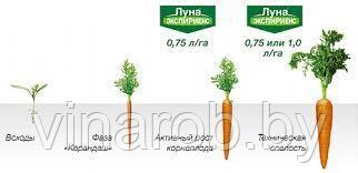 Фунгицид Луна Экспириенс (100 мл) - фото 7 - id-p125610063