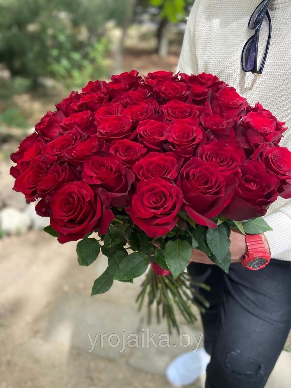 Срезанная роза "Эксплорер" 60 см. - фото 1 - id-p210336509
