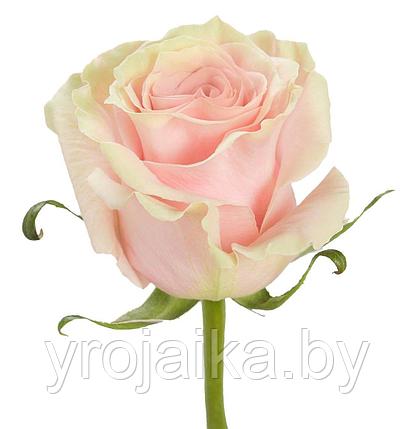 Срезанная роза " Пинк Мондиаль" 40 см., фото 2