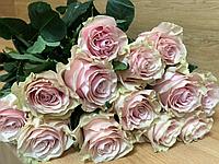 Срезанная роза " Пинк Мондиаль" 40 см.