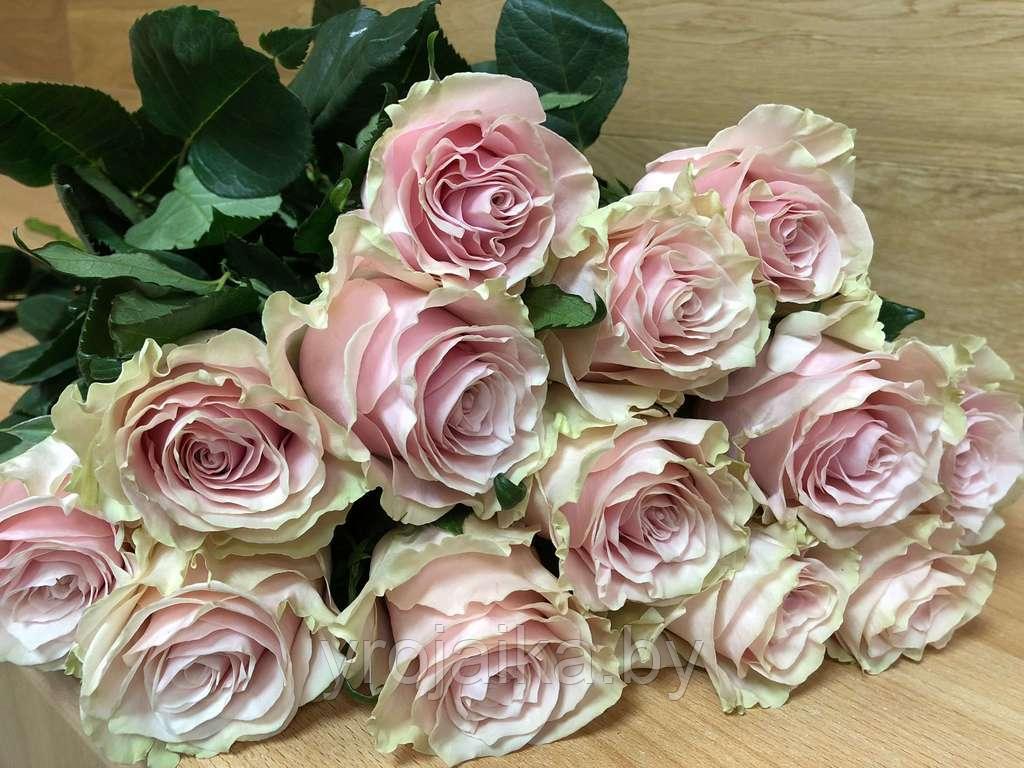 Срезанная роза " Пинк Мондиаль" 40 см. - фото 1 - id-p210337391