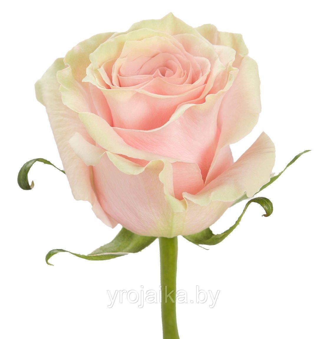 Срезанная роза " Пинк Мондиаль" 50 см. - фото 2 - id-p210337773