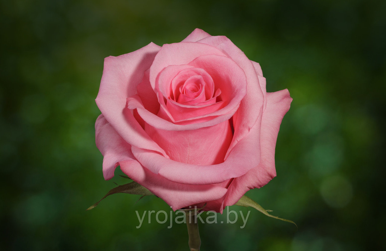 Срезанная роза " Опала" 40 см. - фото 2 - id-p210338454