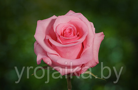 Срезанная роза " Опала" 30 см., фото 2