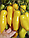 Томат Банановые ноги 10шт Партнер, фото 8